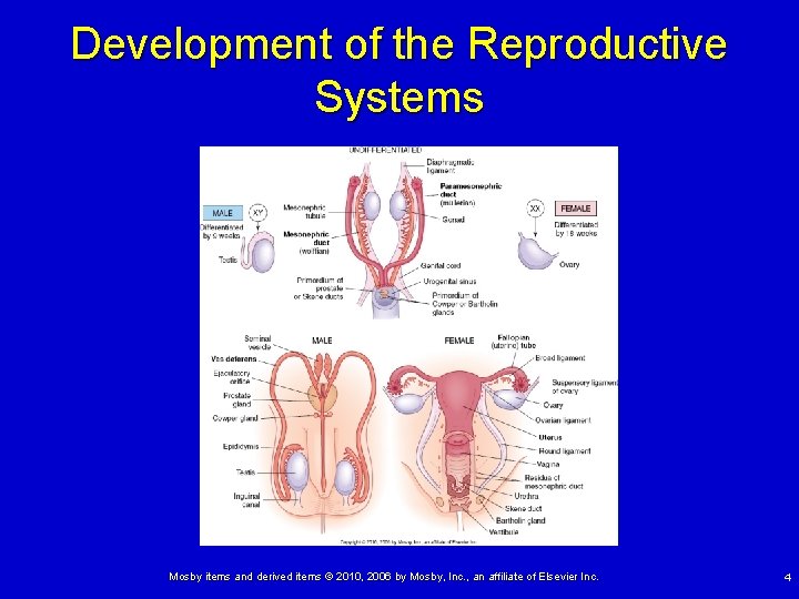 Development of the Reproductive Systems Mosby items and derived items © 2010, 2006 by