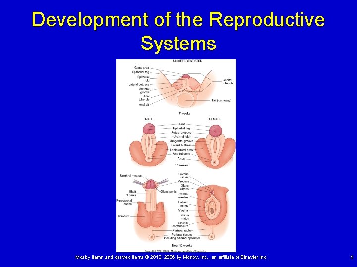 Development of the Reproductive Systems Mosby items and derived items © 2010, 2006 by