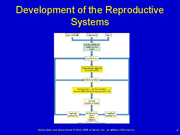 Development of the Reproductive Systems Mosby items and derived items © 2010, 2006 by