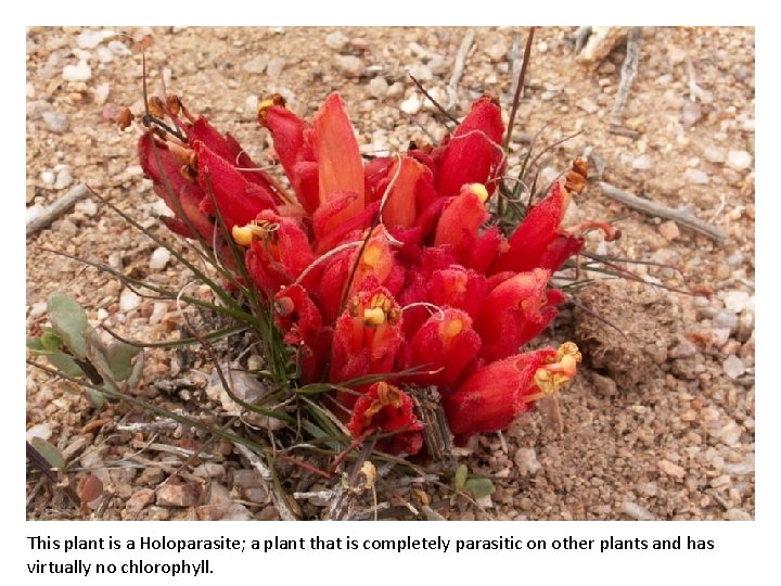 This plant is a Holoparasite; a plant that is completely parasitic on other plants