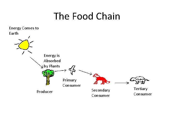 The Food Chain Energy Comes to Earth Energy is Absorbed by Plants Primary Consumer