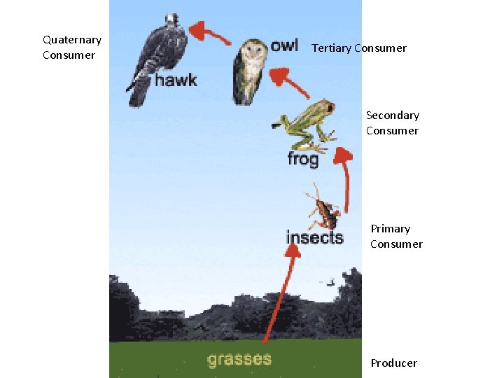 Quaternary Consumer Tertiary Consumer Secondary Consumer Primary Consumer Producer 