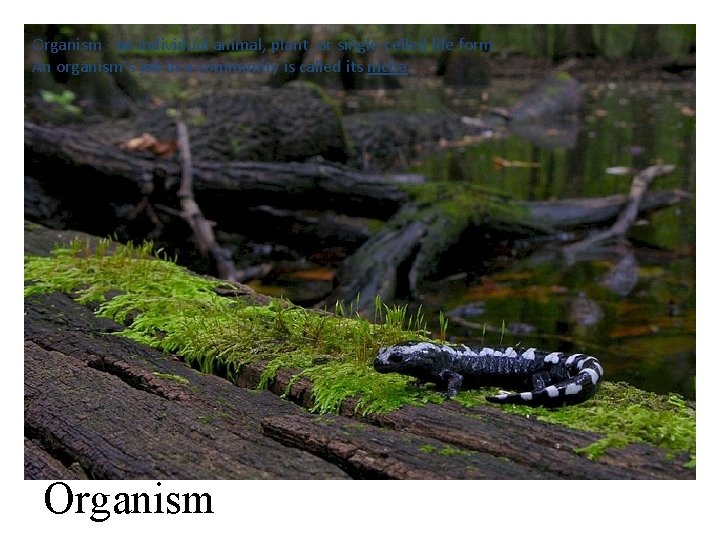 Organism - an individual animal, plant, or single-celled life form An organism’s job in