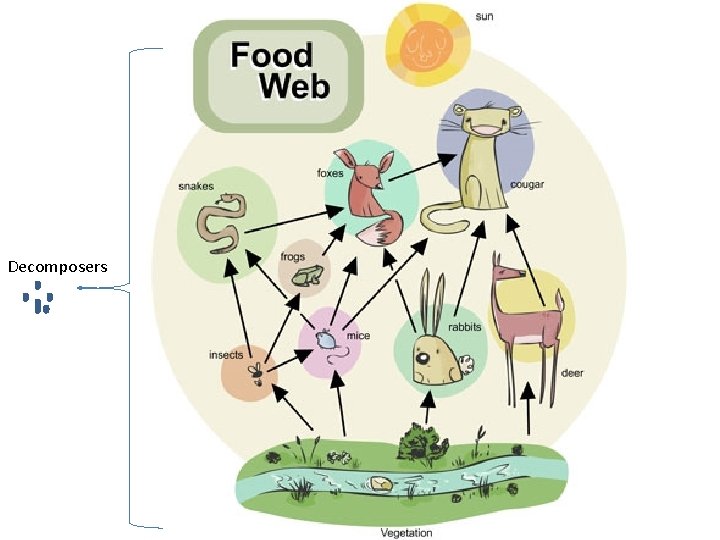Decomposers 