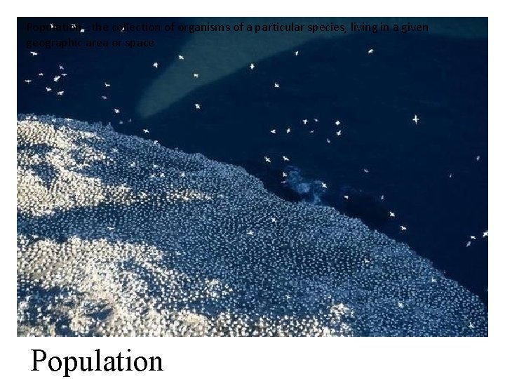 Population - the collection of organisms of a particular species, living in a given