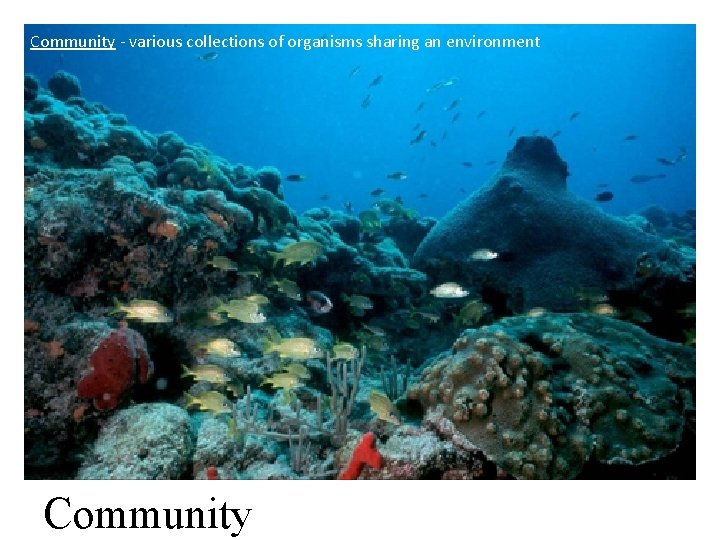 Community - various collections of organisms sharing an environment Community 
