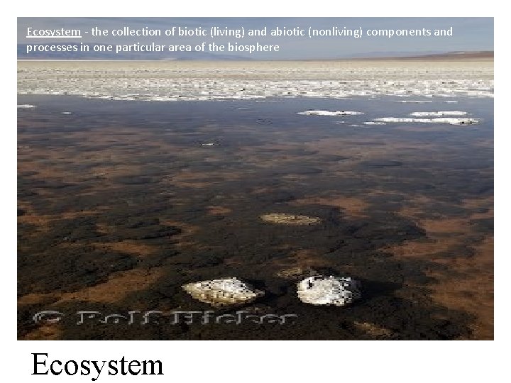 Ecosystem - the collection of biotic (living) and abiotic (nonliving) components and processes in