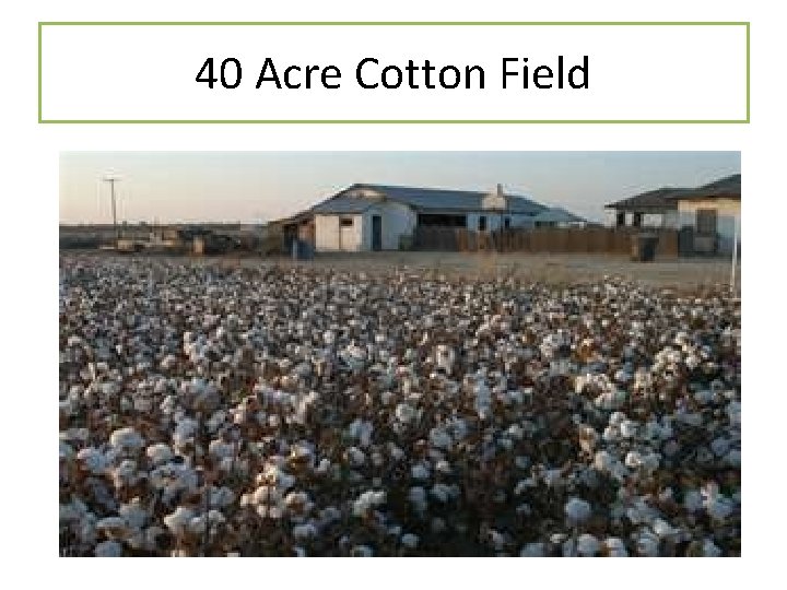 40 Acre Cotton Field 