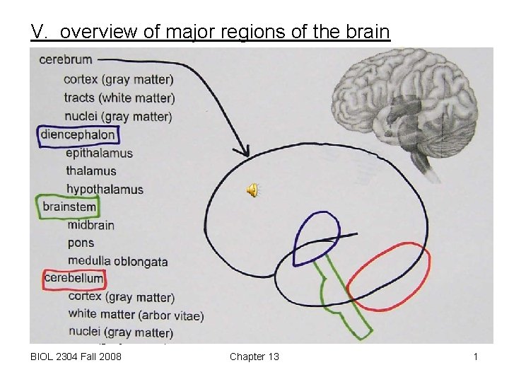 V. overview of major regions of the brain cerebrum cortex (gray matter) tracts (white