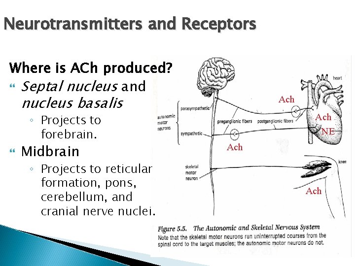 Neurotransmitters and Receptors Where is ACh produced? Septal nucleus and nucleus basalis ◦ Projects