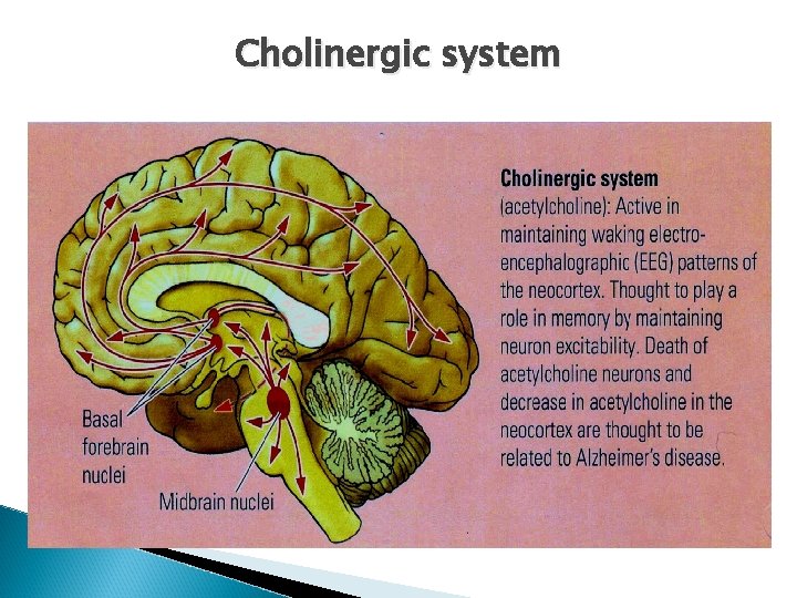 Cholinergic system 