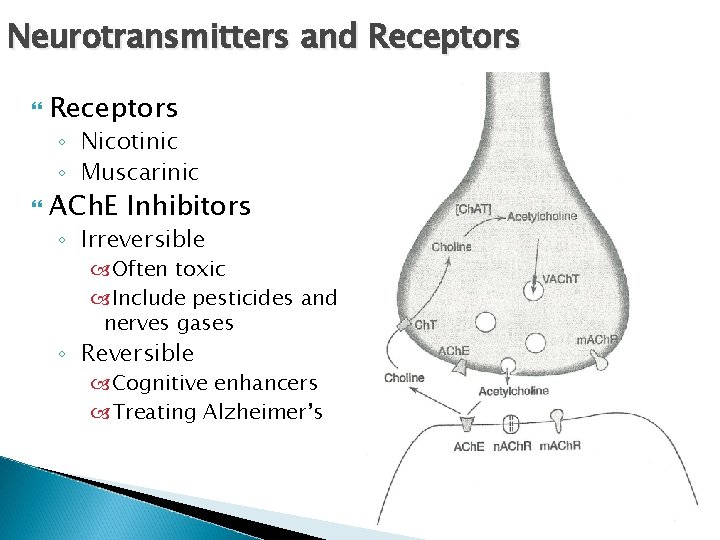 Neurotransmitters and Receptors ◦ Nicotinic ◦ Muscarinic ACh. E Inhibitors ◦ Irreversible Often toxic