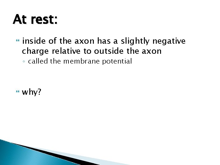 At rest: inside of the axon has a slightly negative charge relative to outside