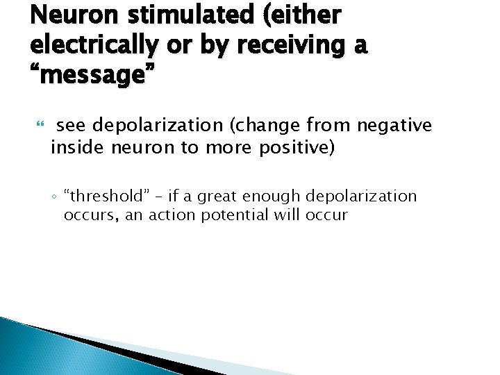 Neuron stimulated (either electrically or by receiving a “message” see depolarization (change from negative