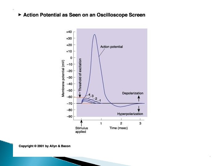 action potential or spike 