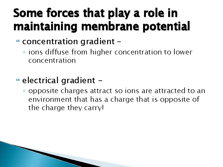 Some forces that play a role in maintaining membrane potential concentration gradient – ◦