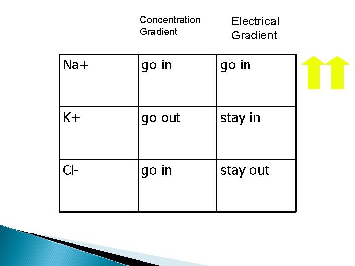 Concentration Gradient Electrical Gradient Na+ go in K+ go out stay in Cl- go