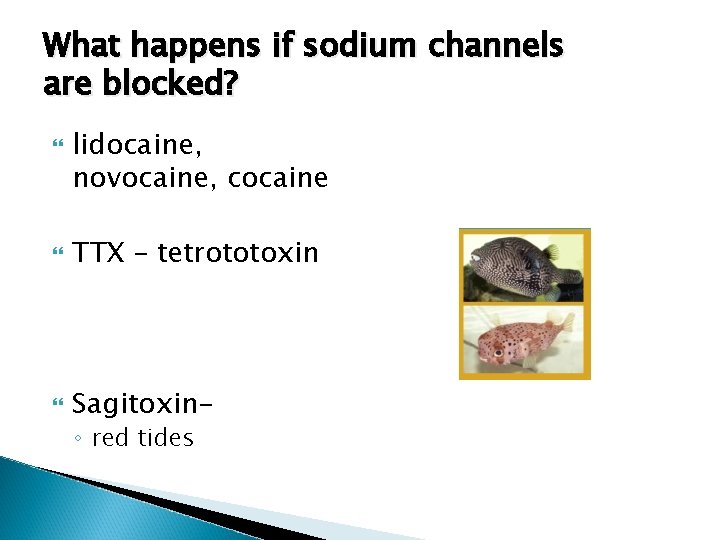 What happens if sodium channels are blocked? lidocaine, novocaine, cocaine TTX – tetrototoxin Sagitoxin◦