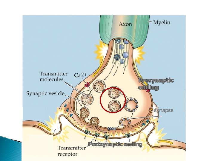 Presynaptic ending synapse Postsynaptic ending 