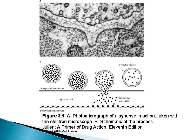 Figure 3. 5 A. Photomicrograph of a synapse in action, taken with the electron