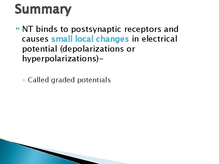 Summary NT binds to postsynaptic receptors and causes small local changes in electrical potential