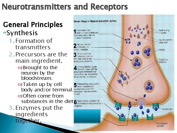 Neurotransmitters and Receptors General Principles Synthesis 1. Formation of transmitters 2. Precursors are the