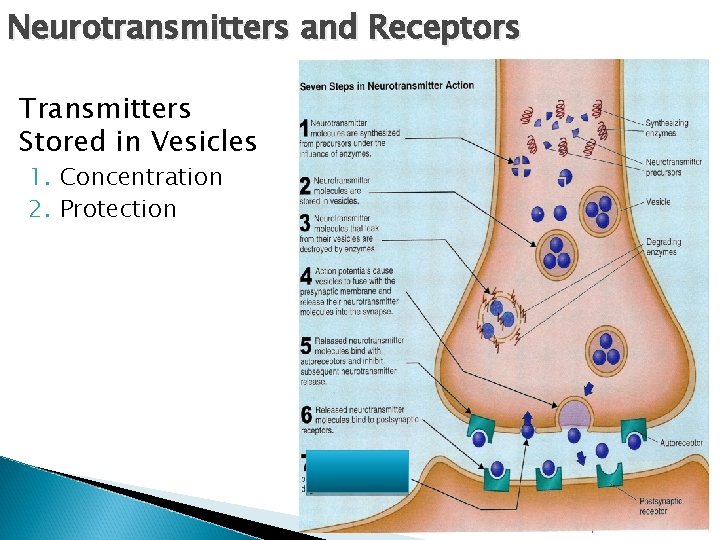 Neurotransmitters and Receptors Transmitters Stored in Vesicles 1. Concentration 2. Protection 