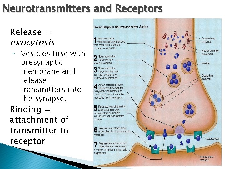 Neurotransmitters and Receptors Release = exocytosis ◦ Vesicles fuse with presynaptic membrane and release