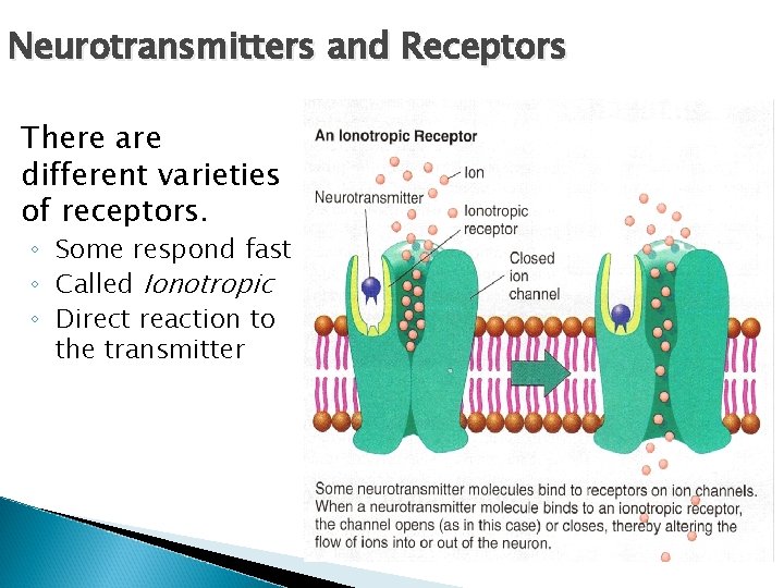 Neurotransmitters and Receptors There are different varieties of receptors. ◦ Some respond fast ◦