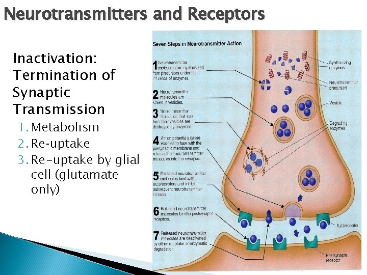 Neurotransmitters and Receptors Inactivation: Termination of Synaptic Transmission 1. Metabolism 2. Re‑uptake 3. Re-uptake