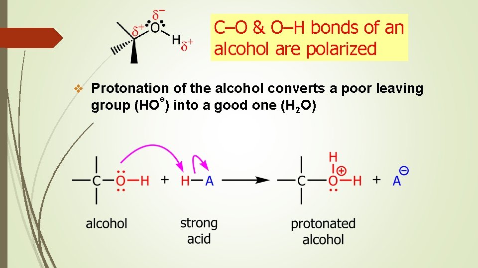 C–O & O–H bonds of an alcohol are polarized v Protonation of the alcohol