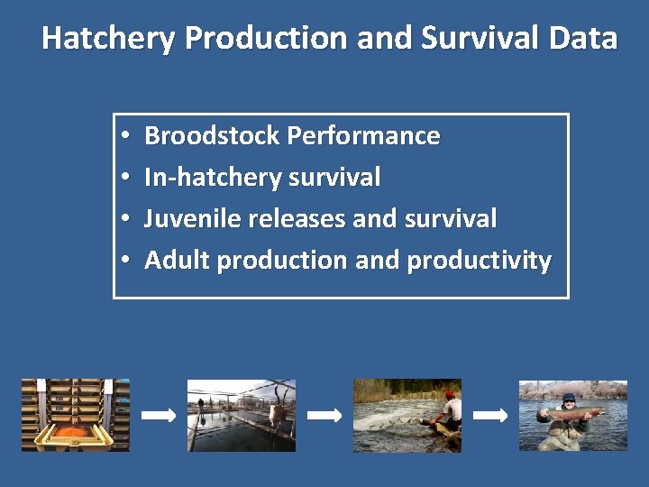 Hatchery Production and Survival Data • • Broodstock Performance In-hatchery survival Juvenile releases and