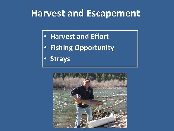 Harvest and Escapement • • • Harvest and Effort Fishing Opportunity Strays 