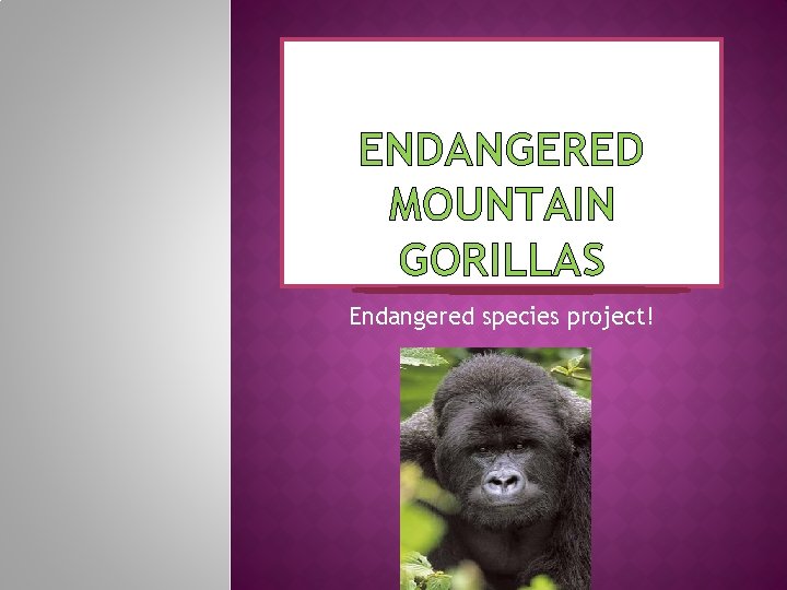 ENDANGERED MOUNTAIN GORILLAS Endangered species project! 