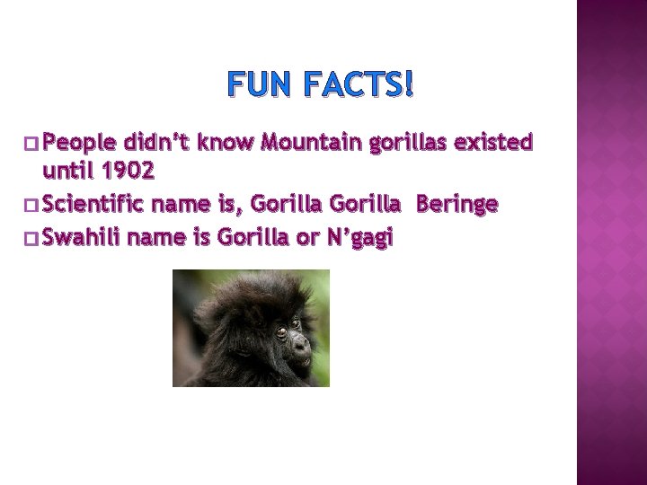 FUN FACTS! � People didn’t know Mountain gorillas existed until 1902 � Scientific name