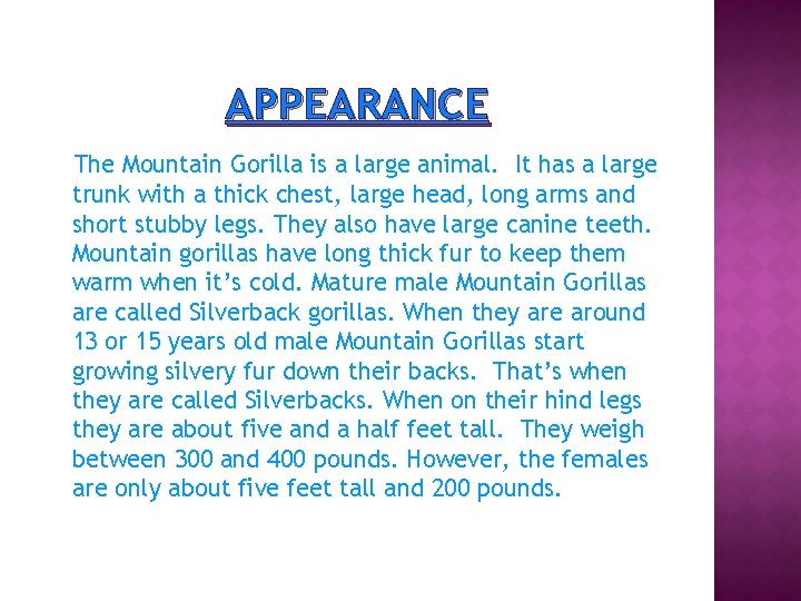 APPEARANCE The Mountain Gorilla is a large animal. It has a large trunk with