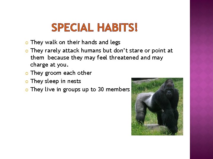 SPECIAL HABITS! They walk on their hands and legs They rarely attack humans but