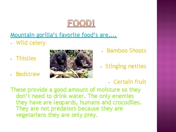 Mountain gorilla’s favorite food’s are. . - Wild celery - Bamboo Shoots - Thistles