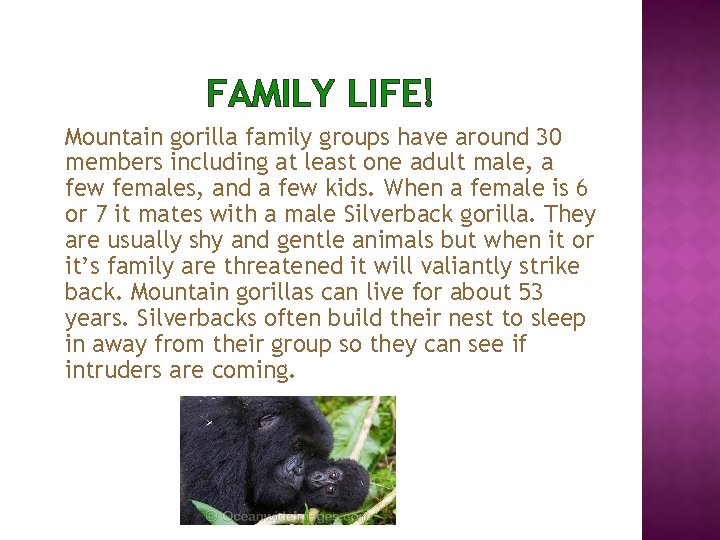 FAMILY LIFE! Mountain gorilla family groups have around 30 members including at least one