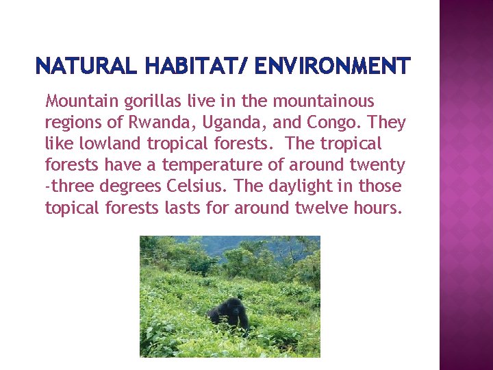 NATURAL HABITAT/ ENVIRONMENT Mountain gorillas live in the mountainous regions of Rwanda, Uganda, and