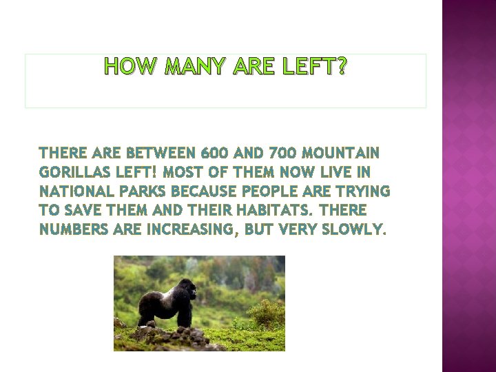 HOW MANY ARE LEFT? THERE ARE BETWEEN 600 AND 700 MOUNTAIN GORILLAS LEFT! MOST