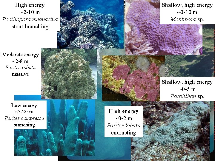 High energy ~2 -10 m Pocillopora meandrina stout branching Shallow, high energy ~0 -10