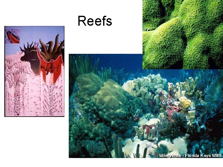 Reefs 