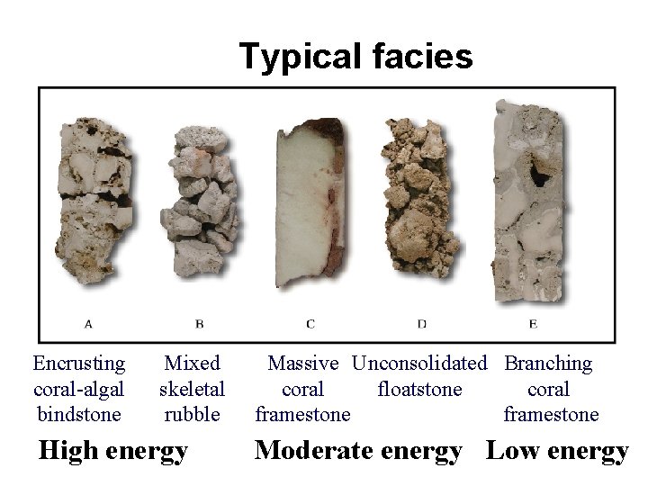 Typical facies Encrusting coral-algal bindstone Mixed skeletal rubble High energy Massive Unconsolidated Branching coral