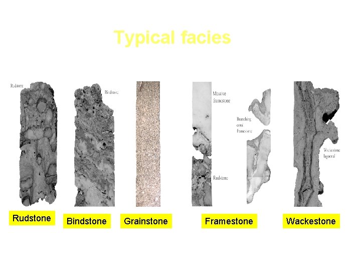 Typical facies Rudstone Bindstone Grainstone Framestone Wackestone 