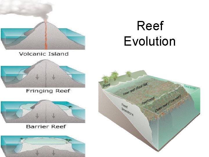 Reef Evolution 