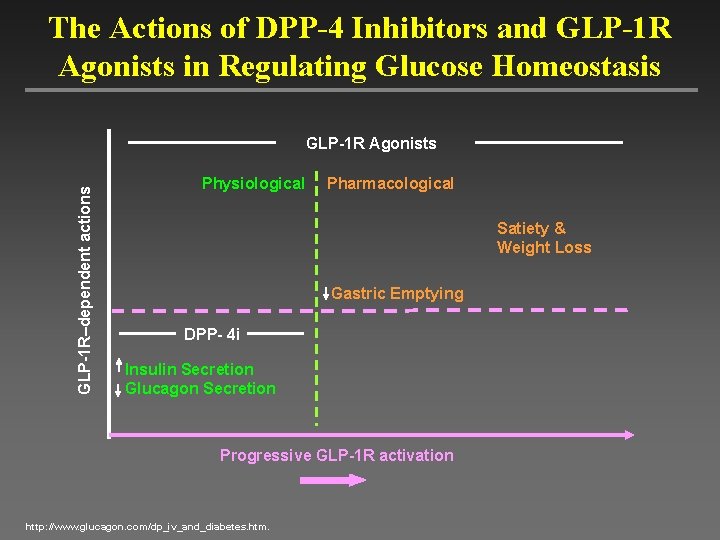 The Actions of DPP-4 Inhibitors and GLP-1 R Agonists in Regulating Glucose Homeostasis GLP-1