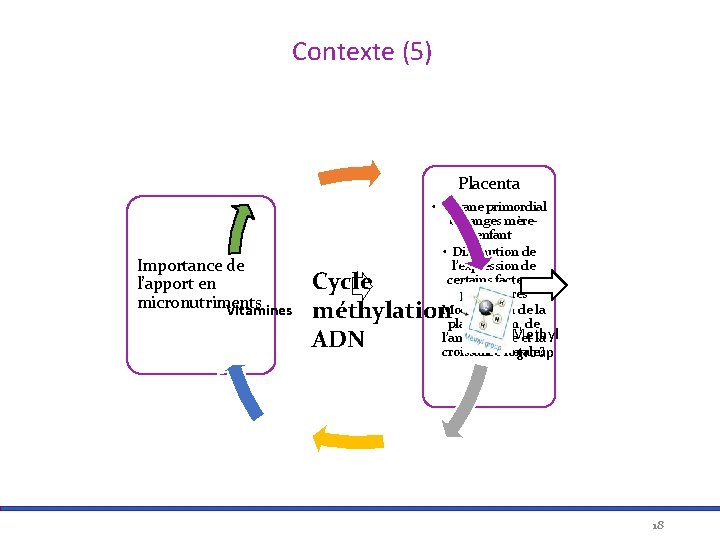 Contexte (5) Placenta Importance de l’apport en micronutriments Vitamines • Organe primordial échanges mèreenfant