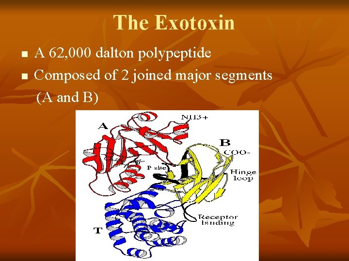 The Exotoxin n n A 62, 000 dalton polypeptide Composed of 2 joined major