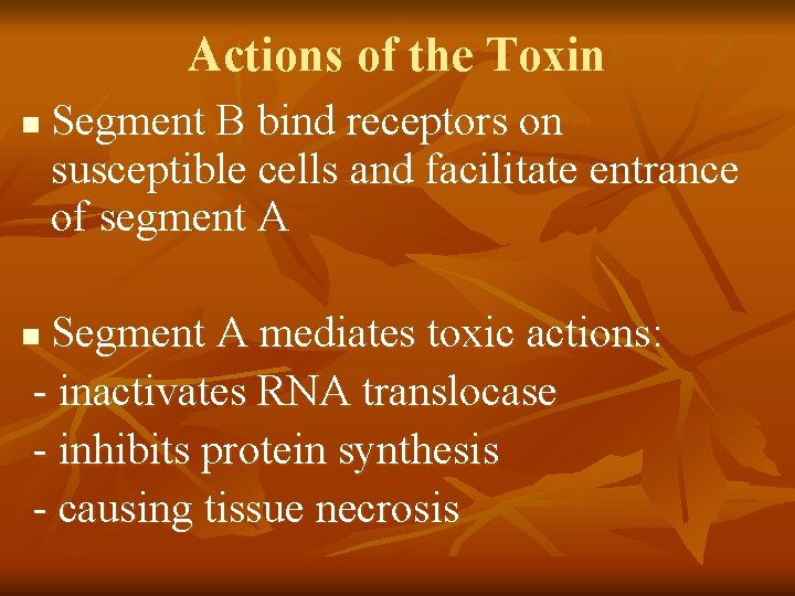 Actions of the Toxin n Segment B bind receptors on susceptible cells and facilitate